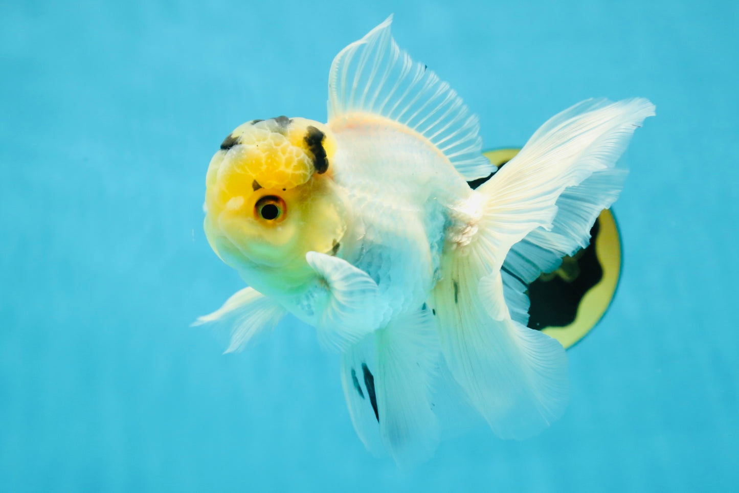 A Grade Panda White Oranda Male 5 inches #050225OR_07