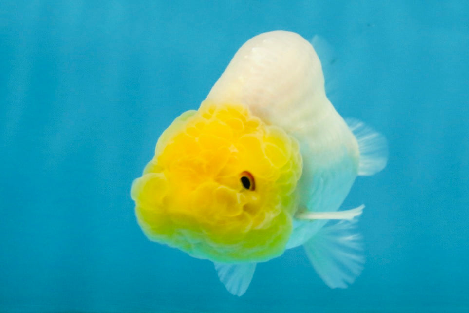 White Lionchu Female 3.5-4 inches #121225LC_14