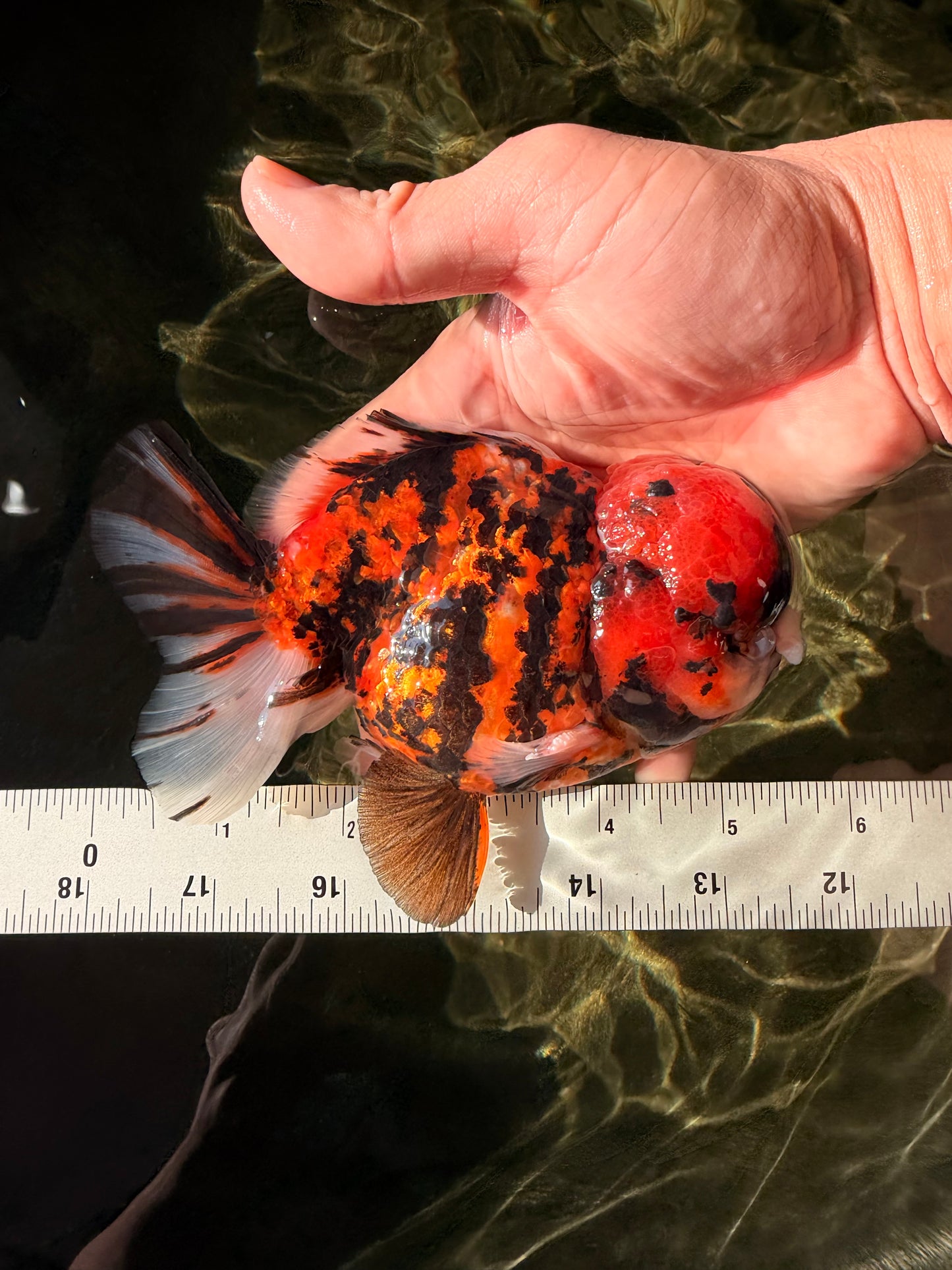 A Grade Pompom 2 Tone Yuanbao Male 5.5 inches #030626YB_14