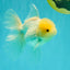 A Grade White Oranda Male 5-5.5 inches #102326OR_20