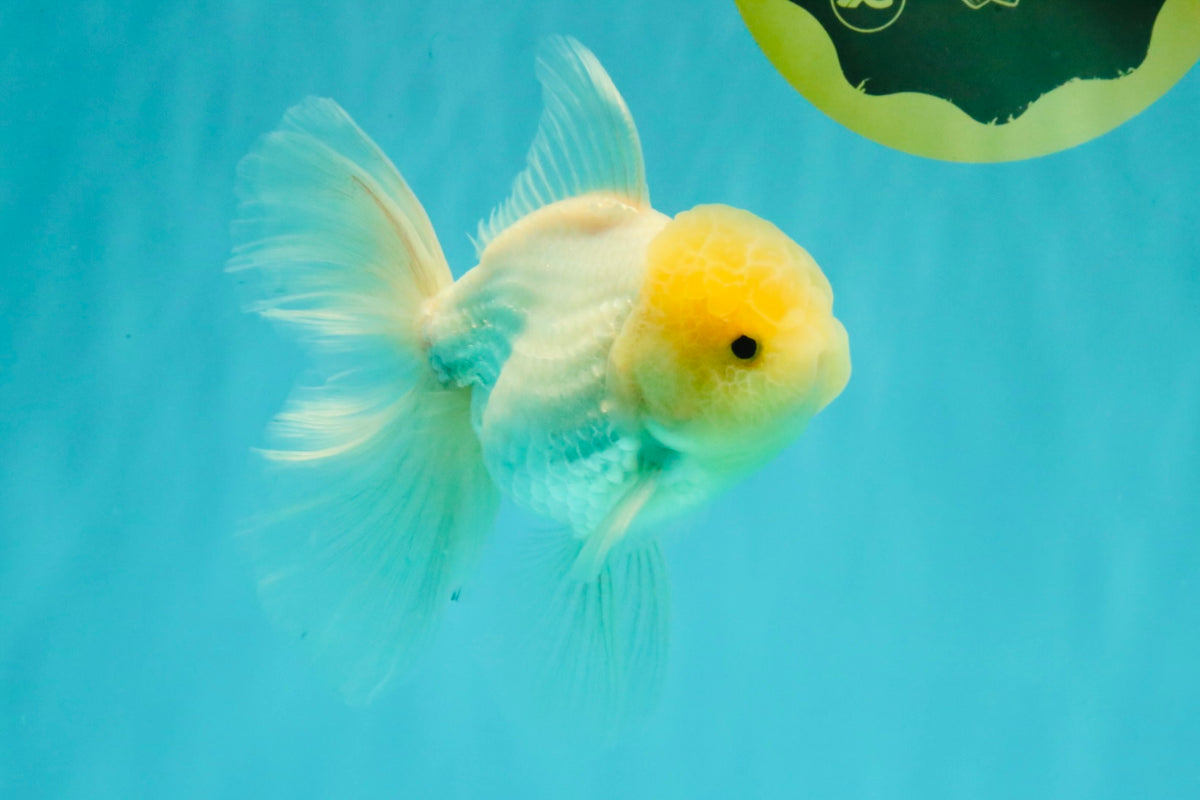 A Grade White Oranda Male 5-5.5 inches #102326OR_20
