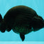 CHUBBY AAA Grade Black Ranchu Female 5-5.5 inches #062626RC_11