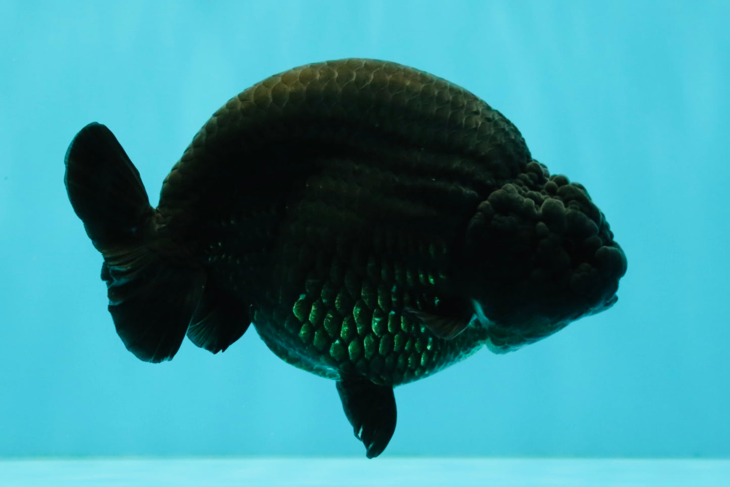 CHUBBY AAA Grade Black Ranchu Female 5-5.5 inches #062626RC_11