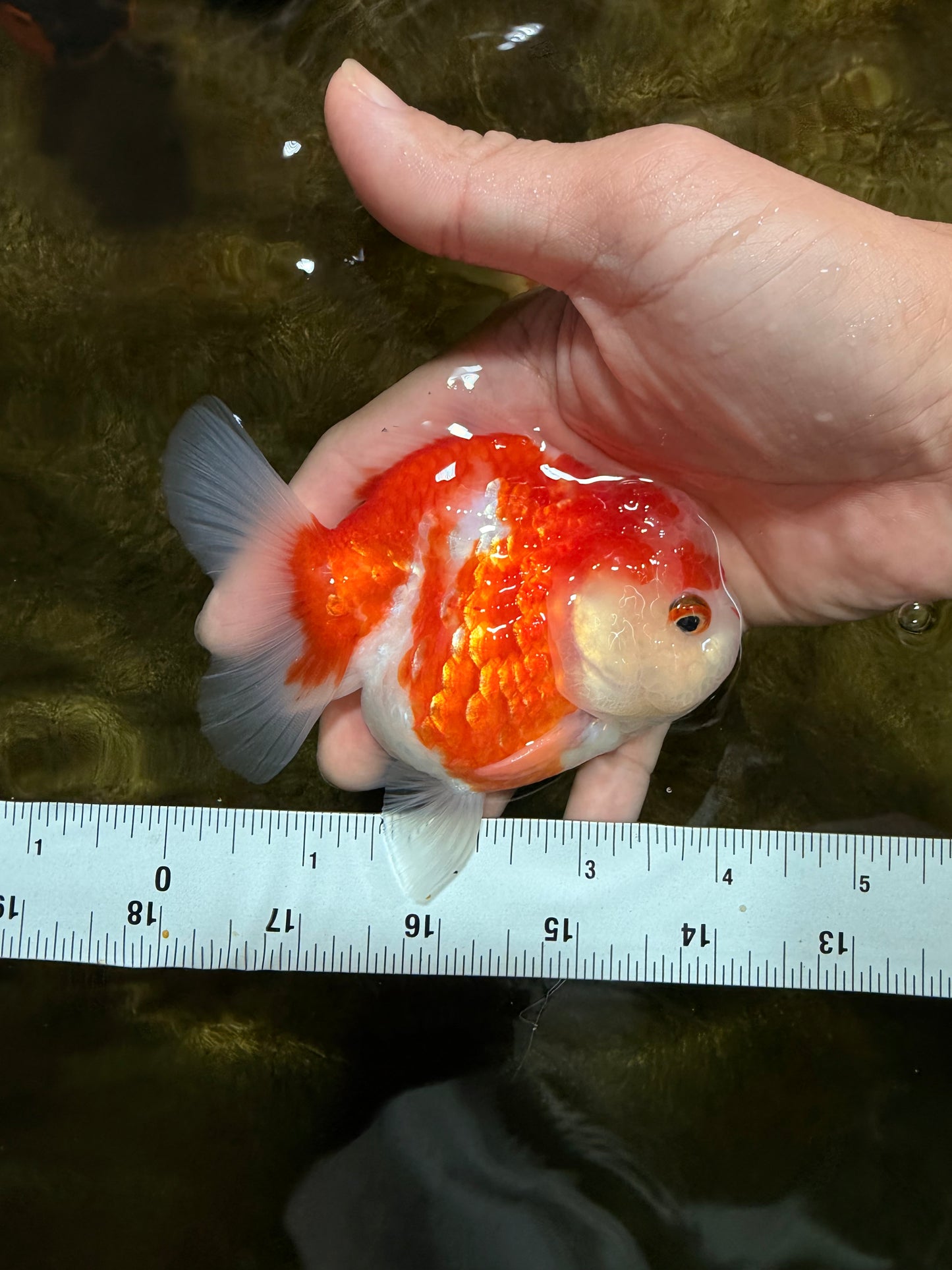 A Grade Sakura Yuanbao Female 4 inches #103125YB_06