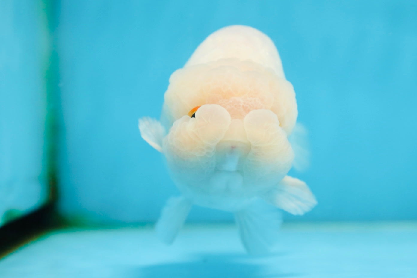 AAA Grade Snow White LionKing 5-5.5 inches #082925LC_18