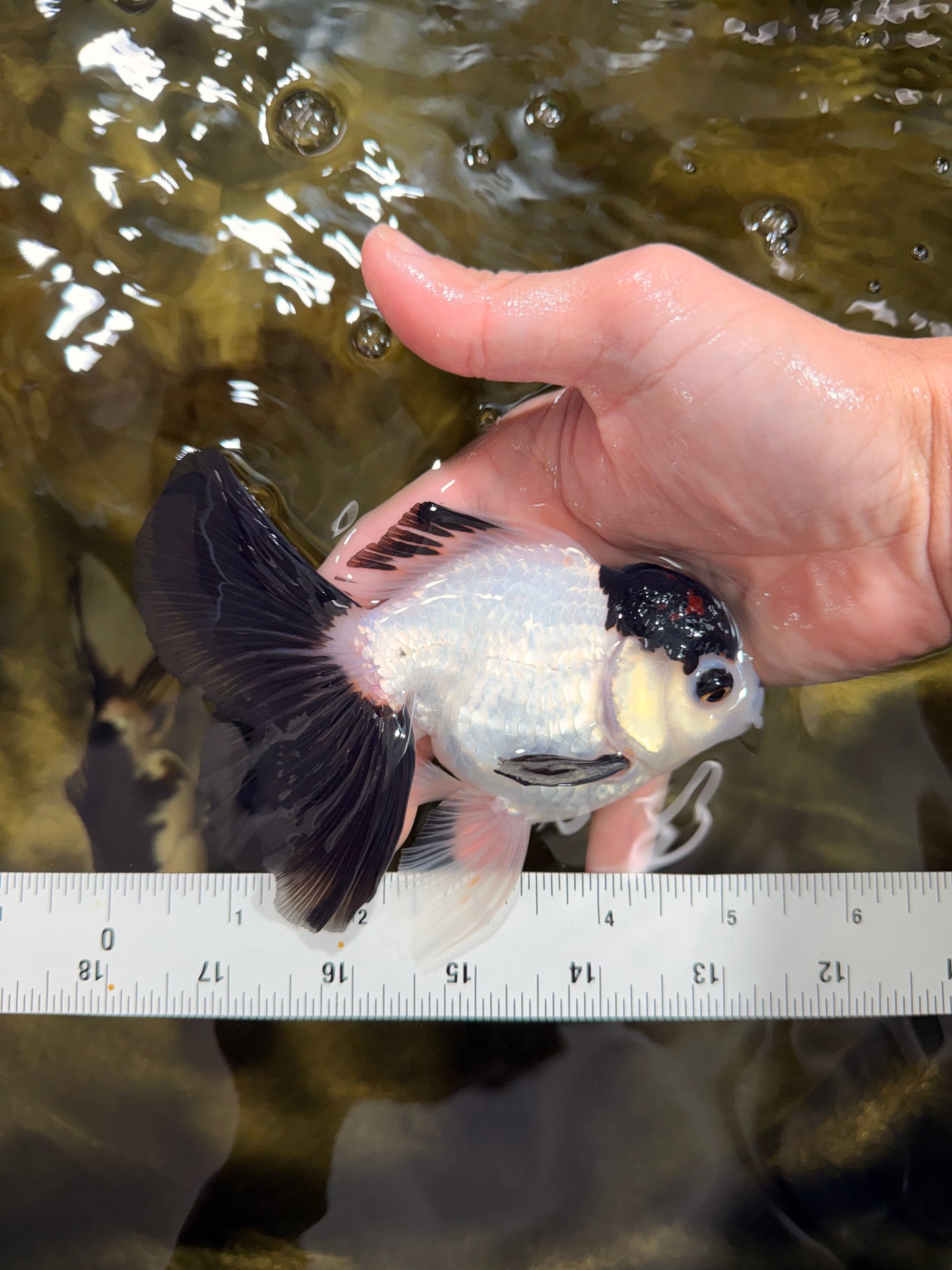 Panda Button Eyes Oranda Male 5-5.5 inches #112125OR_20