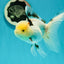 A Grade Lemonhead Tricolor Oranda Male 5 inches #111524OR_26