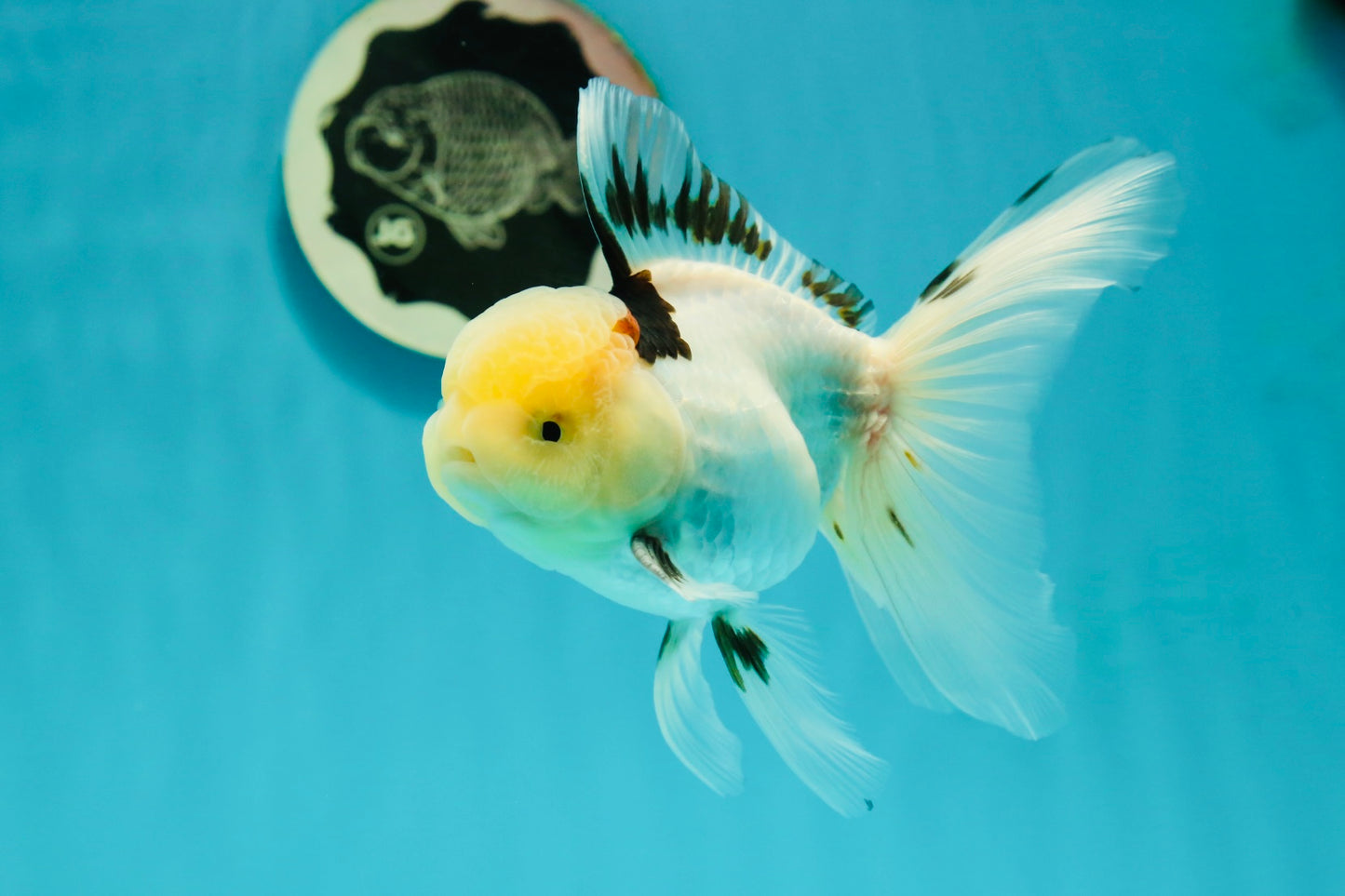 A Grade Lemonhead Tricolor Oranda Male 5 inches #111524OR_26