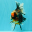 AAA Grade Special Sanke Calico Oranda Female 7 inches #071726OR_04