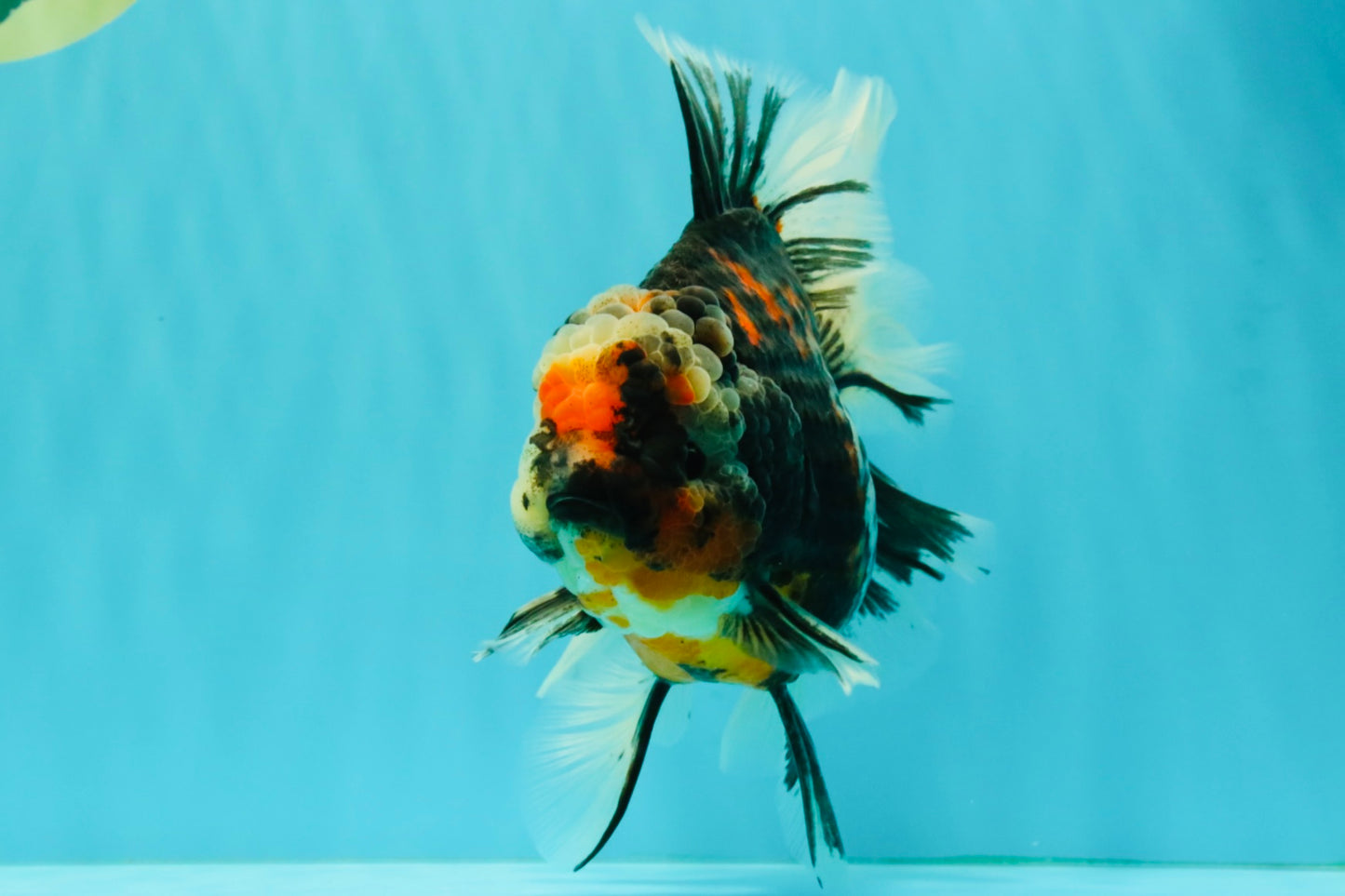 AAA Grade Special Sanke Calico Oranda Female 7 inches #071726OR_04