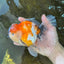 A Grade Flowy Sakura Oranda Female 6 inches #062025OR_22