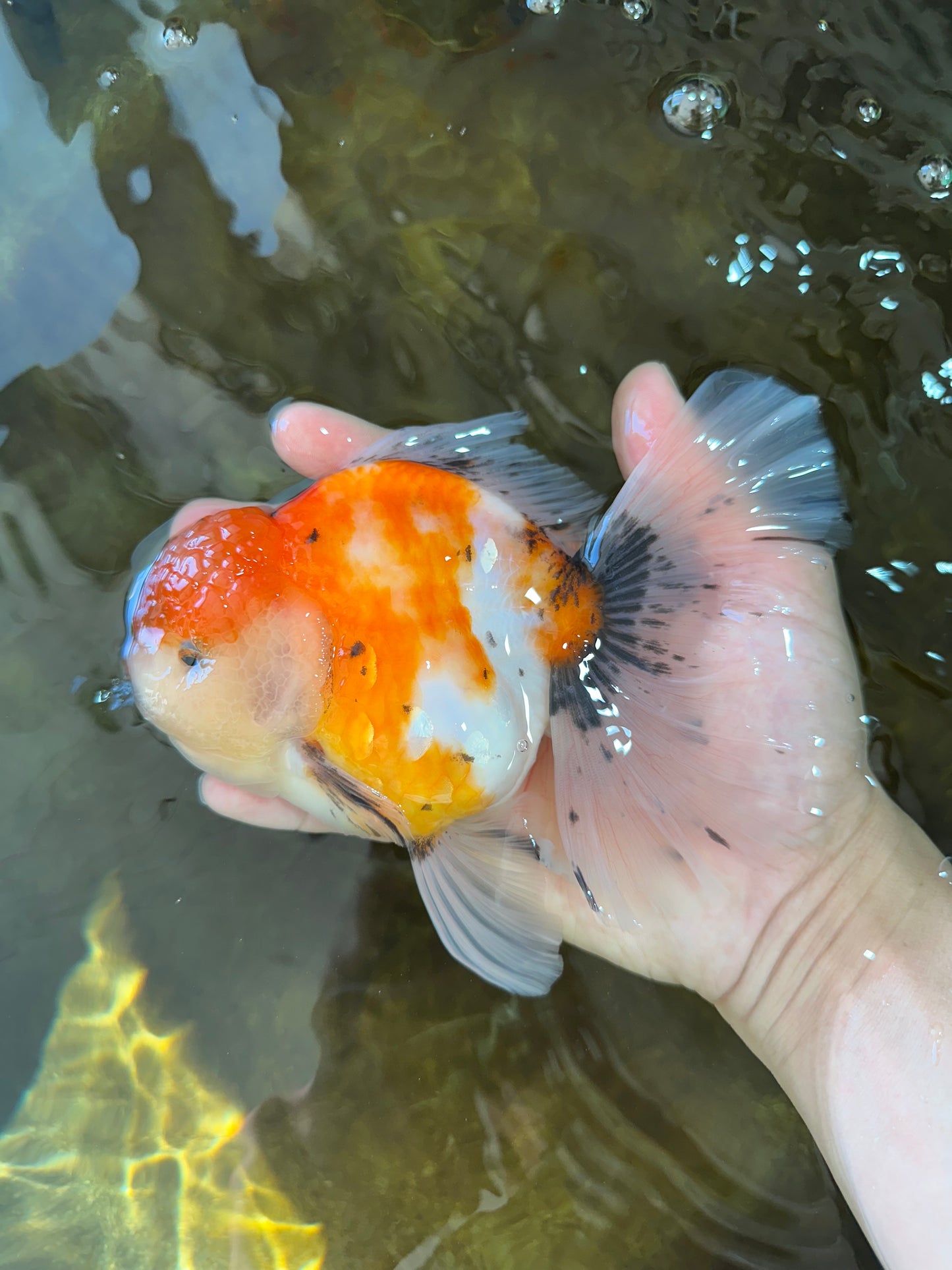 A Grade Flowy Sakura Oranda Female 6 inches #062025OR_22