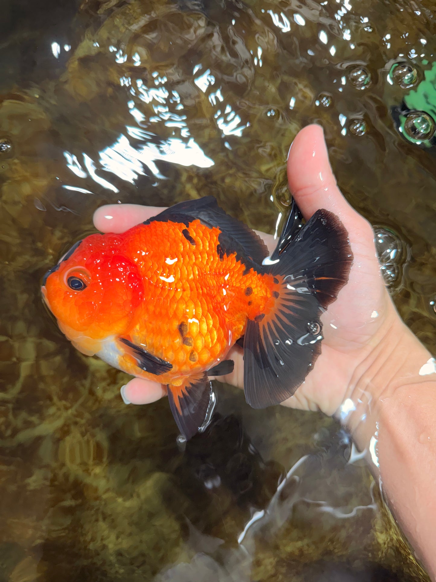 CHONKY A Grade Apache Yuanbao Female 5.5 inches #112825YB_17