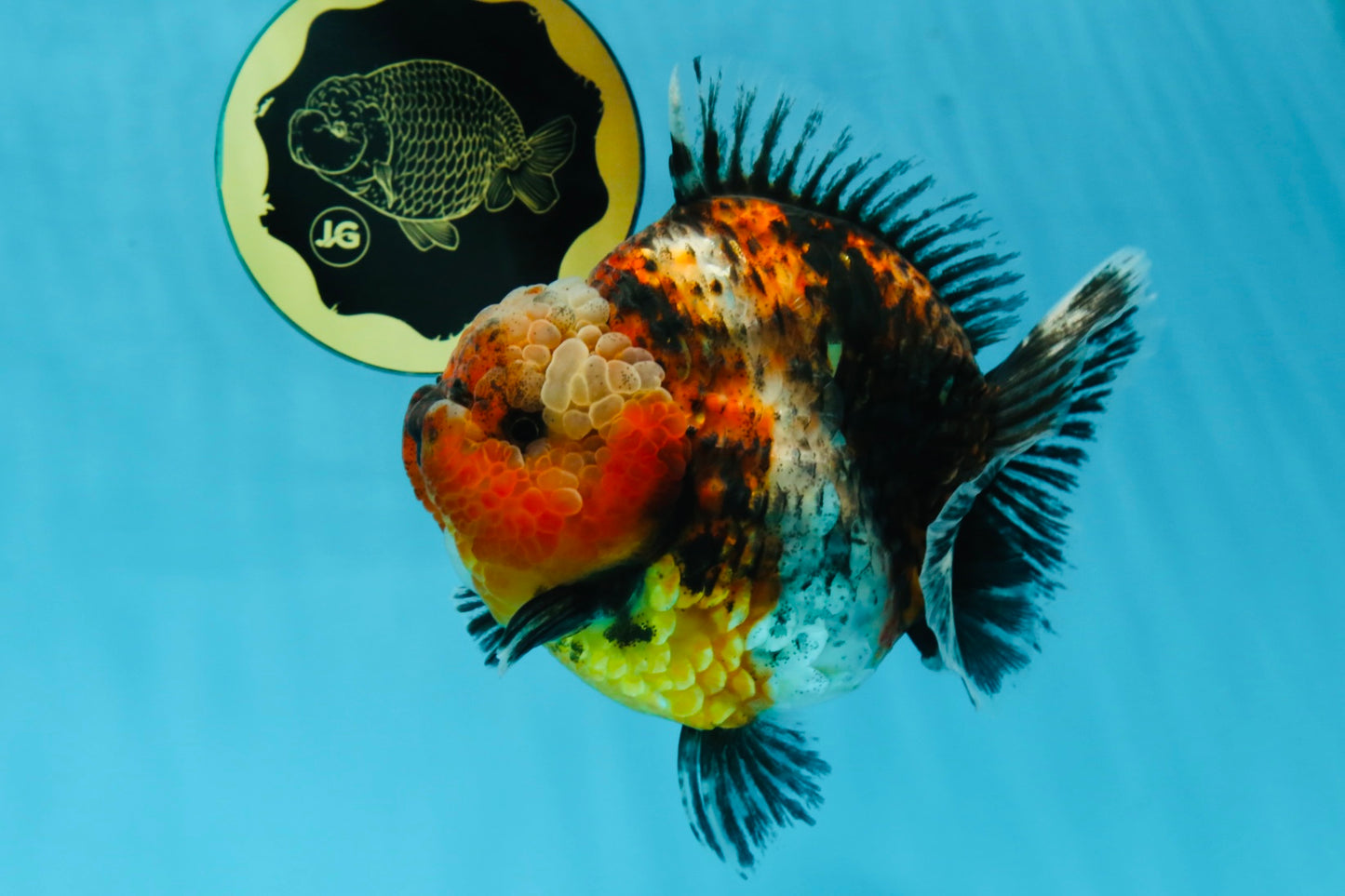 AAA Grade RARE Big Body Godzilla Calico Yuanbao Female 5-5.5 inches #051625YB_13