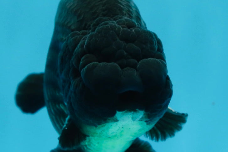 AAA Grade Godzilla Black LionKing 4.5-5 inches #053025LC_09