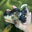 A Grade Tricolor Oranda Male 5.5 inches #120624OR_06