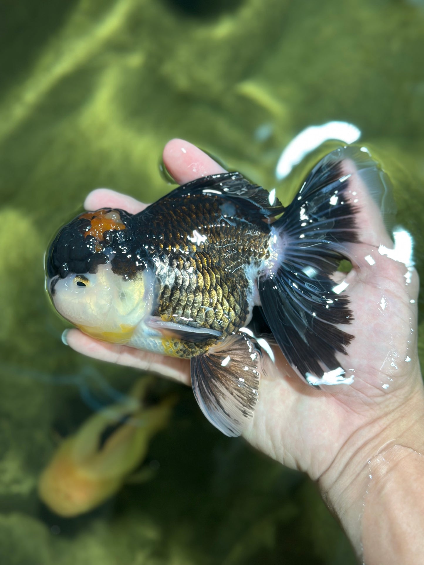 A Grade Tricolor Oranda Male 5.5 inches #120624OR_06