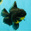 KING KONG AAA Grade Broadtail Dark Kirin Oranda Female 7.5 inches #080726OR_01