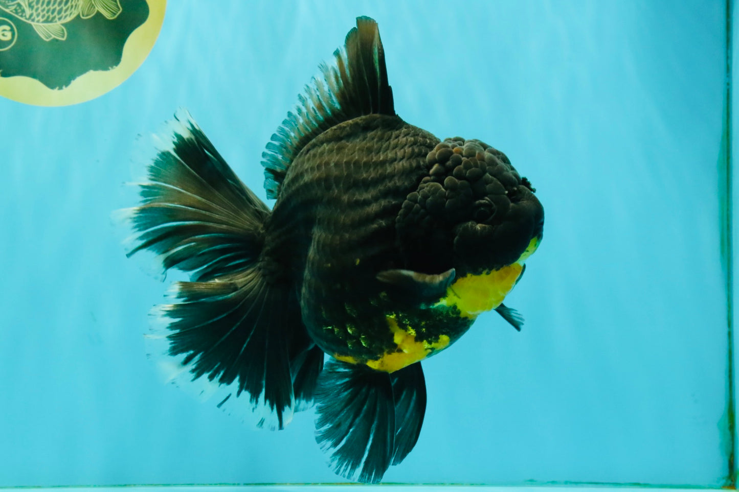 KING KONG AAA Grade Broadtail Dark Kirin Oranda Female 7.5 inches #080726OR_01