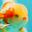 A Grade Lipstick Kohaku Red White Oranda Male 5.5 inches #102326OR_19