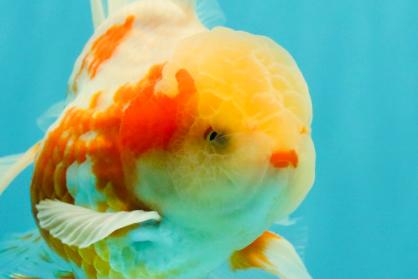A Grade Lipstick Kohaku Red White Oranda Male 5.5 inches #102326OR_19