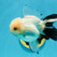 Panda Oranda Female 5 inches #120624OR_12