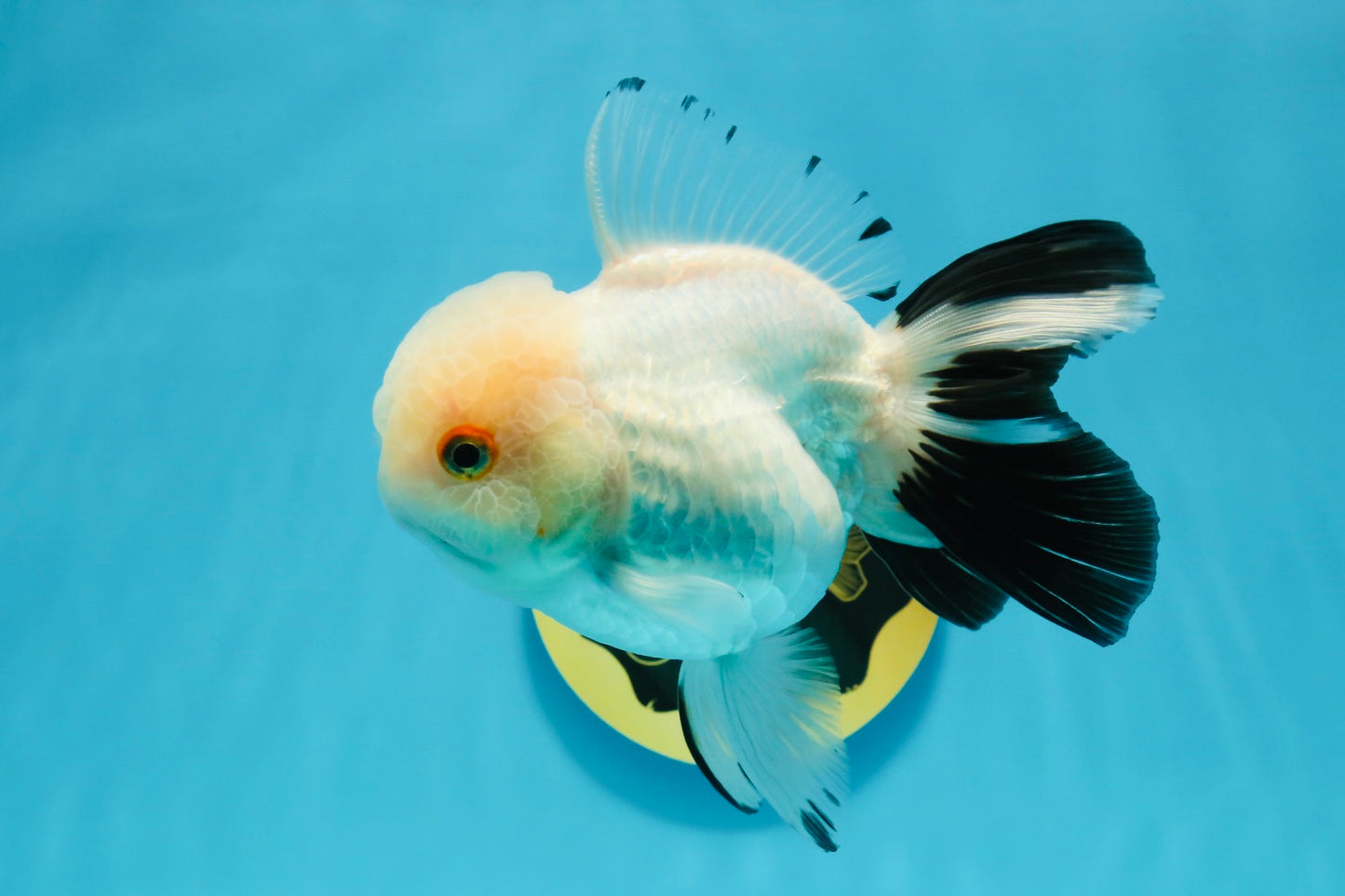 Panda Oranda Female 5 inches #120624OR_12