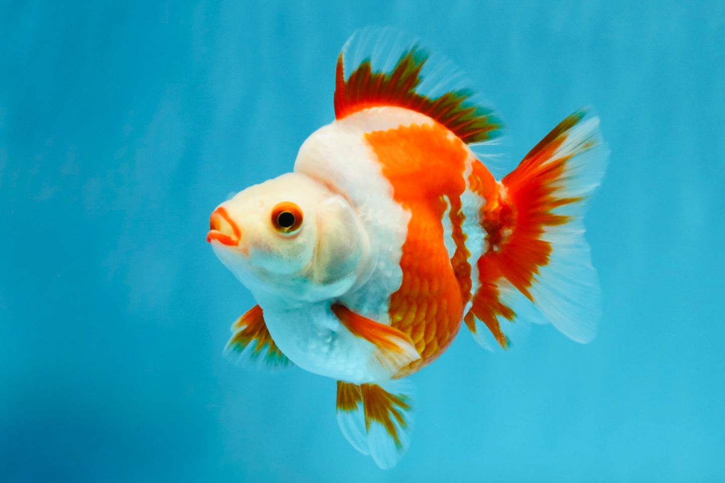 SUPER AAA Grade Red White Ryukin Female 4-4.5 inches #032726RK_26