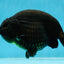 AAA Grade Strong Body Structure Godzilla Black Ranchu Male 5-5.5 inches #052325RC_15