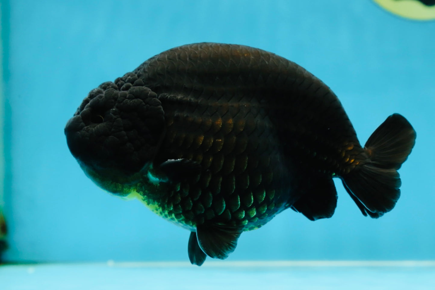 AAA Grade Strong Body Structure Godzilla Black Ranchu Male 5-5.5 inches #052325RC_15
