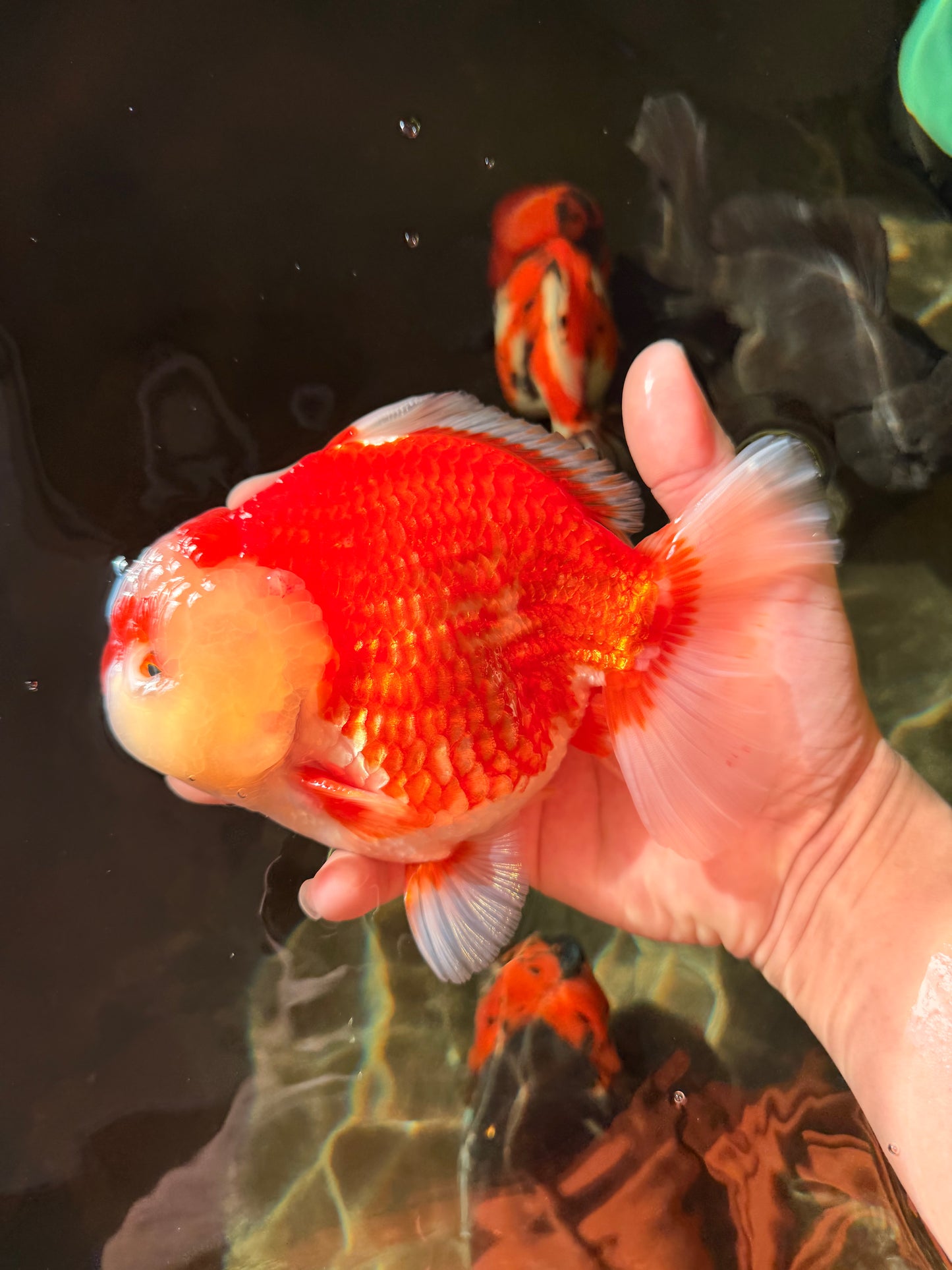 RED HEART A Grade Red White Yuanbao Male 6 inches #032726YB_05