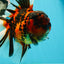 JUMBO MONSTER AAA Grade Tiger Oranda Butterfly Tail Male 6.5-7 inches #1011OR_01