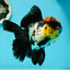 AAA Grade Monster Lava Head Tricolor Oranda Female 5.5 inches #110824OR_01