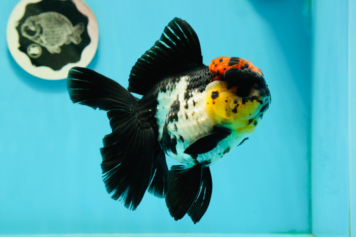 AAA Grade Monster Lava Head Tricolor Oranda Female 5.5 inches #110824OR_01