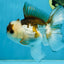 Panda Oranda Male 5-5.5 inches #112125OR_21