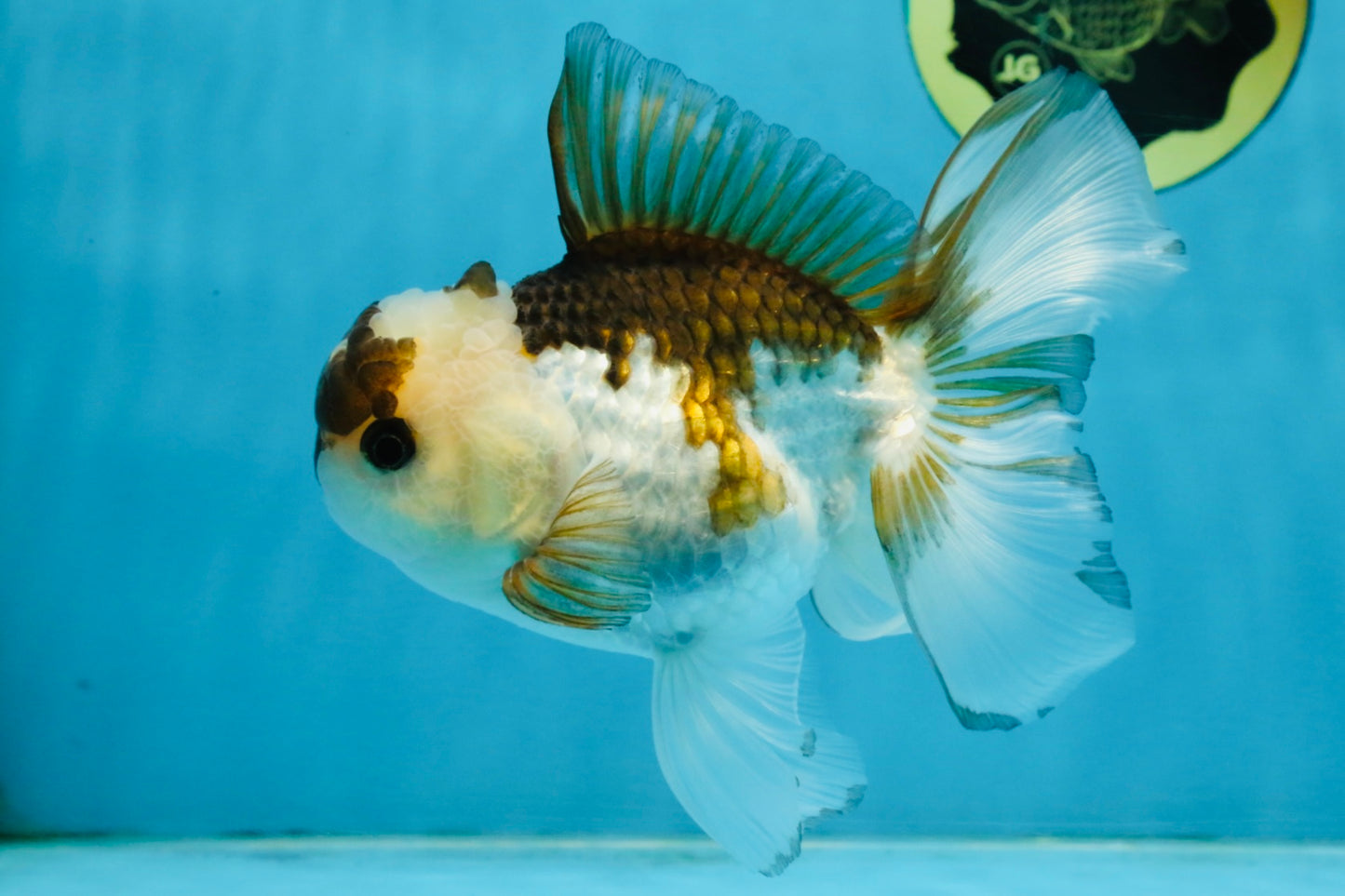 Panda Oranda Male 5-5.5 inches #112125OR_21