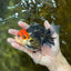 A Grade Tricolor Oranda Female 5-5.5 inches #080825OR_12