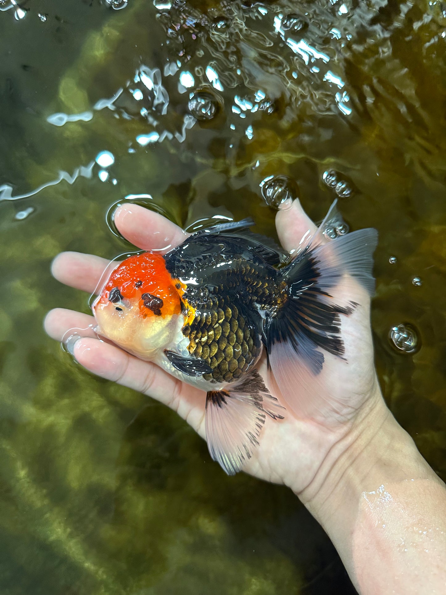 A Grade Tricolor Oranda Female 5-5.5 inches #080825OR_12