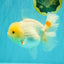 A Grade White Oranda Female 6.5 inches #071726OR_18