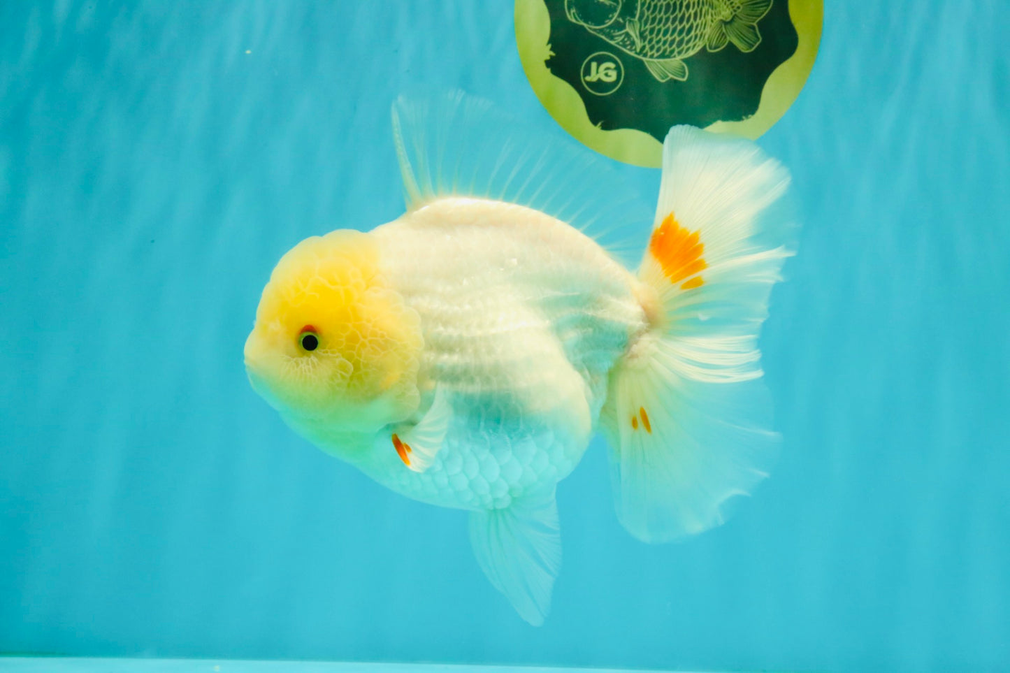 A Grade White Oranda Female 6.5 inches #071726OR_18