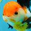 Fluffy Tail A Grade Tricolor Oranda Female 5-5.5 inches #042525OR_04