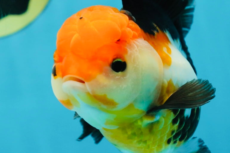 Fluffy Tail A Grade Tricolor Oranda Female 5-5.5 inches #042525OR_04