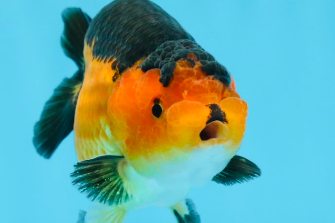 A Grade Cute Bear Apache Ranchu Male 3.5-4 inches #0726RC_29 – Jimmy ...