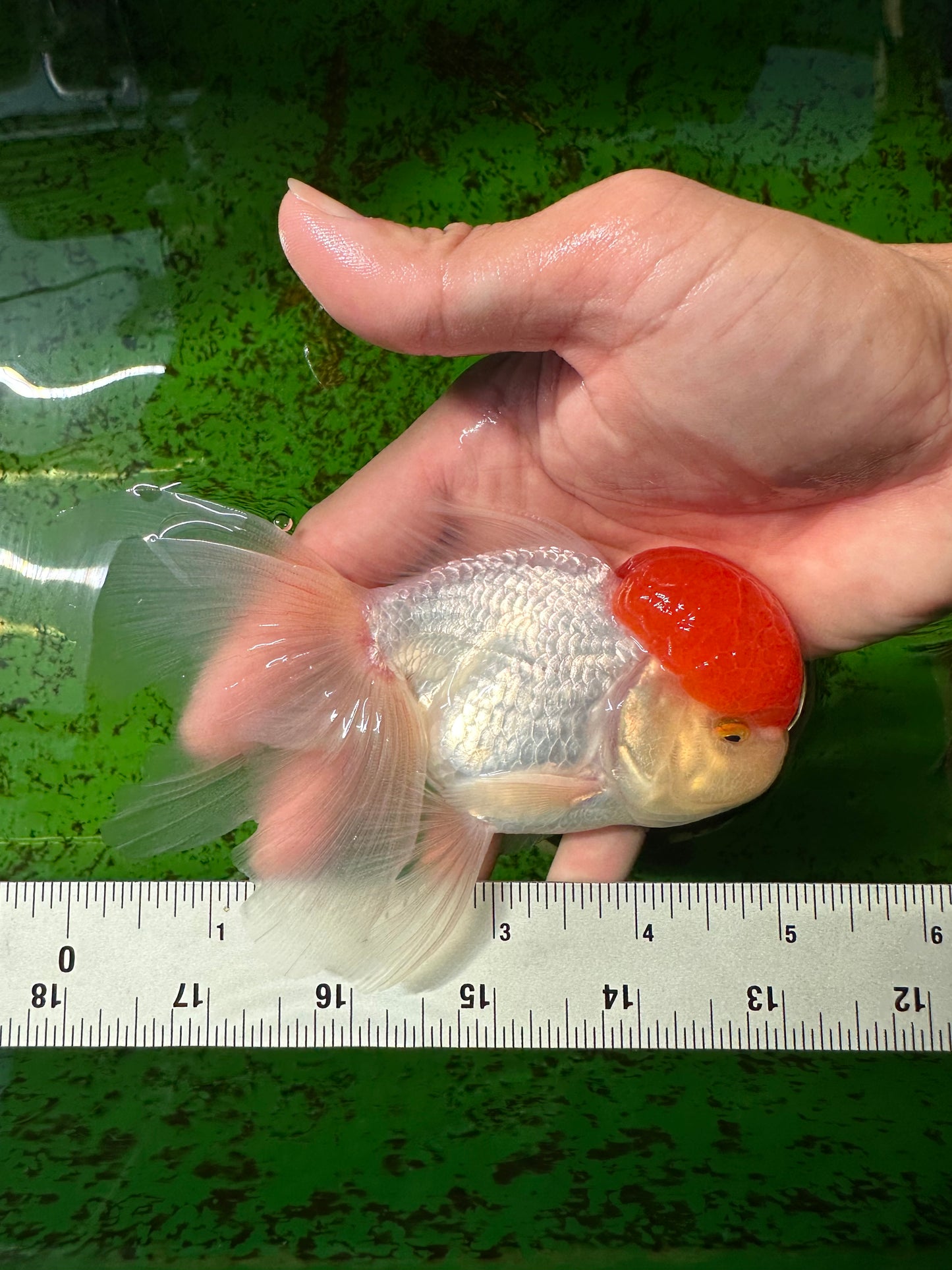 Oranda de gorra roja macho de 4,5 pulgadas #0927OR_22