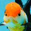 Fluffy Tail A Grade Tricolor Oranda Female 5-5.5 inches #042525OR_04