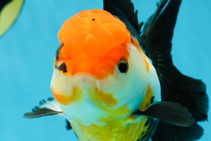 Fluffy Tail A Grade Tricolor Oranda Female 5-5.5 inches #042525OR_04