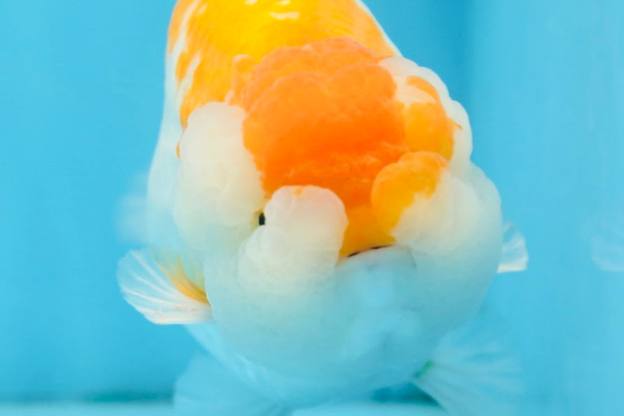 AAA Grade CHUBBY Orange White LionKing 6 inches #091225LC_05