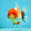 AAA Grade Sakura Oranda Female 5 inches #050925OR_47