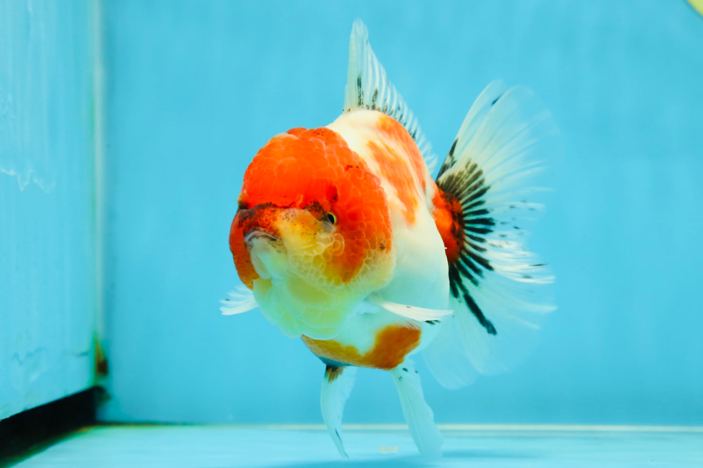 AAA Grade Sakura Oranda Female 5 inches #050925OR_47