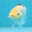 UNIQUE A Grade Chinese Cow Ranchu Female 4.5 inches #102425RC_05